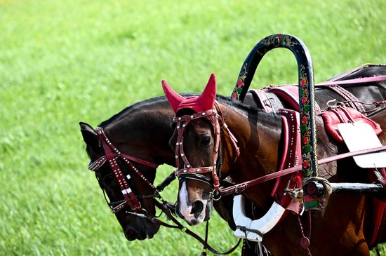 Russia Equestrian Orlov Trotter Festival