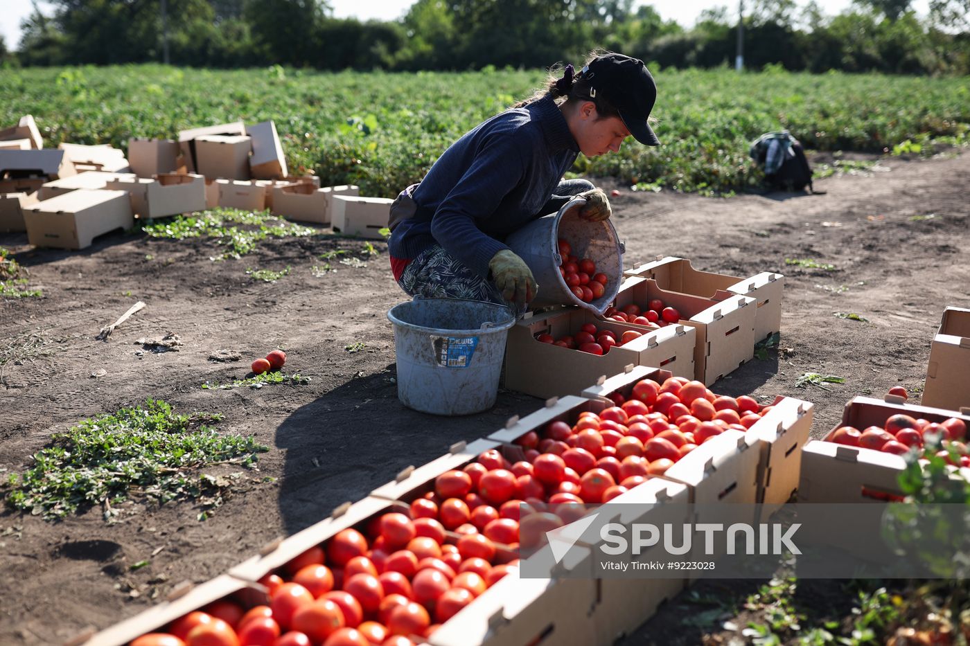 Russia Agriculture Tomatoes Harvesting