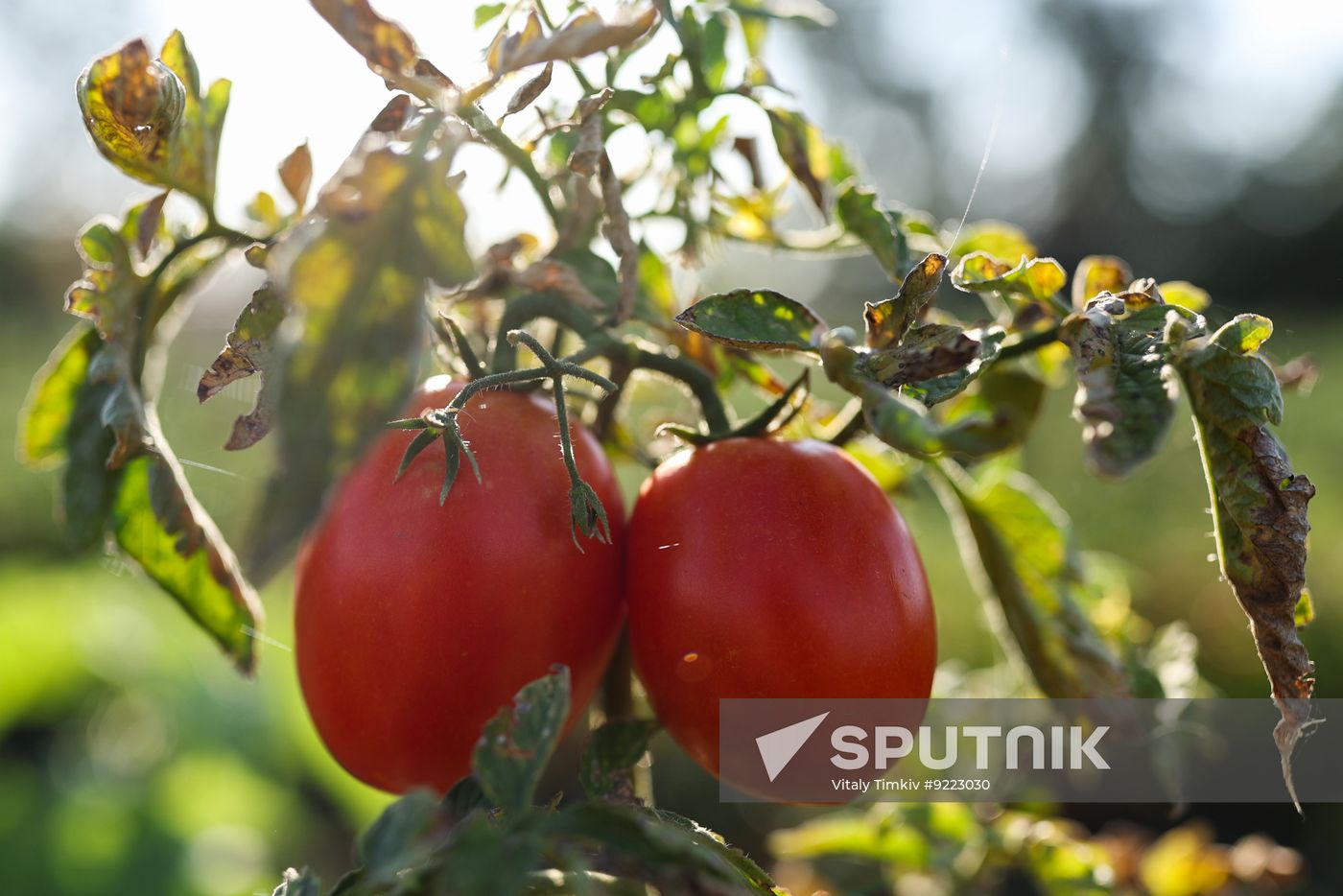 Russia Agriculture Tomatoes Harvesting