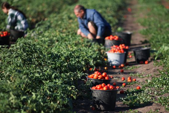Russia Agriculture Tomatoes Harvesting