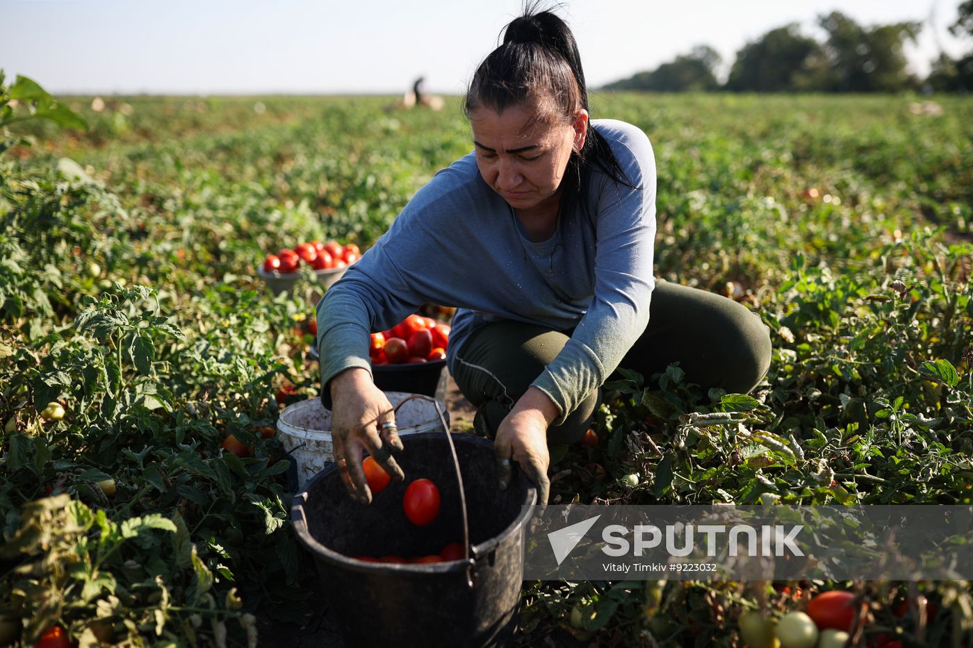 Russia Agriculture Tomatoes Harvesting