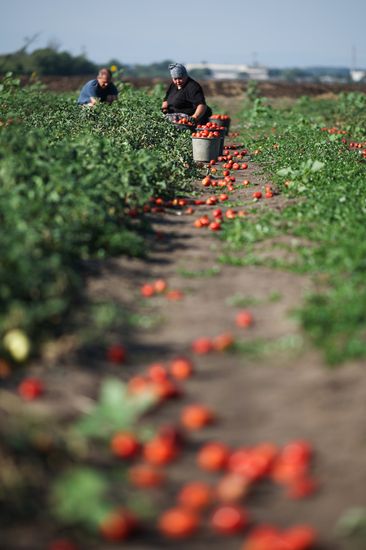 Russia Agriculture Tomatoes Harvesting