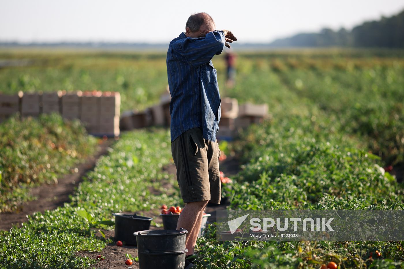 Russia Agriculture Tomatoes Harvesting
