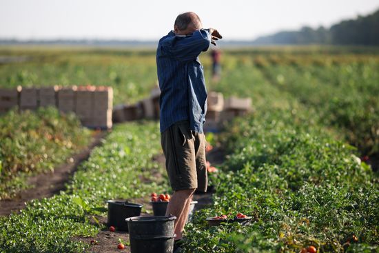 Russia Agriculture Tomatoes Harvesting