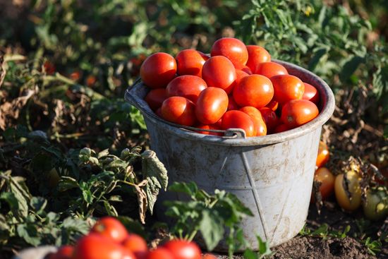 Russia Agriculture Tomatoes Harvesting