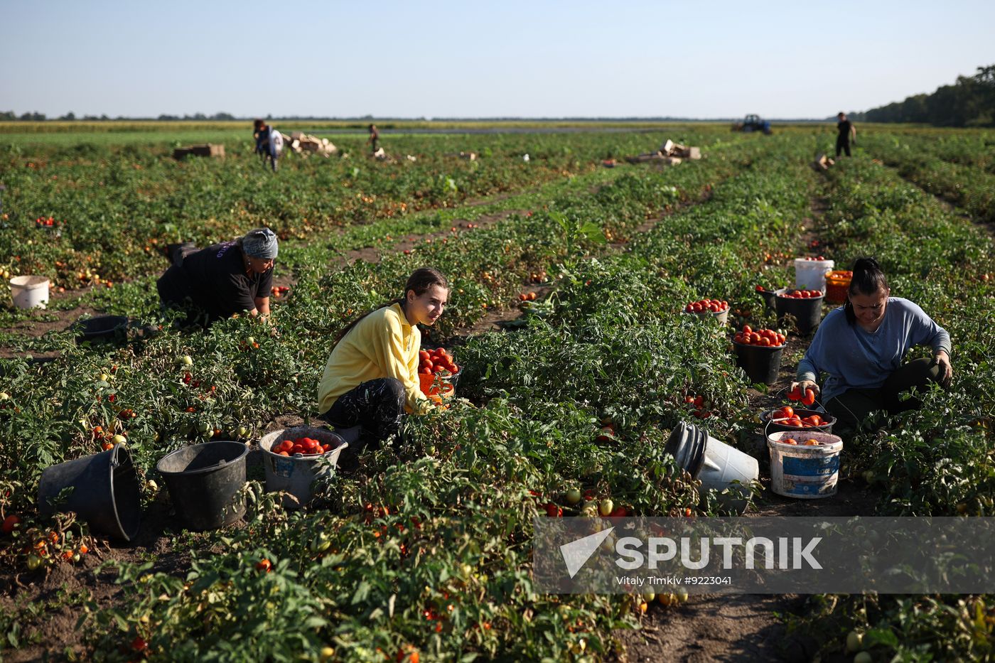 Russia Agriculture Tomatoes Harvesting