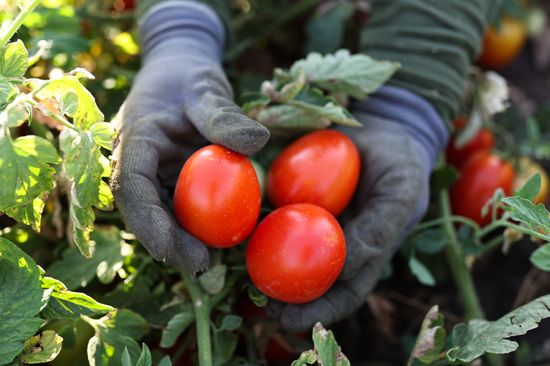 Russia Agriculture Tomatoes Harvesting