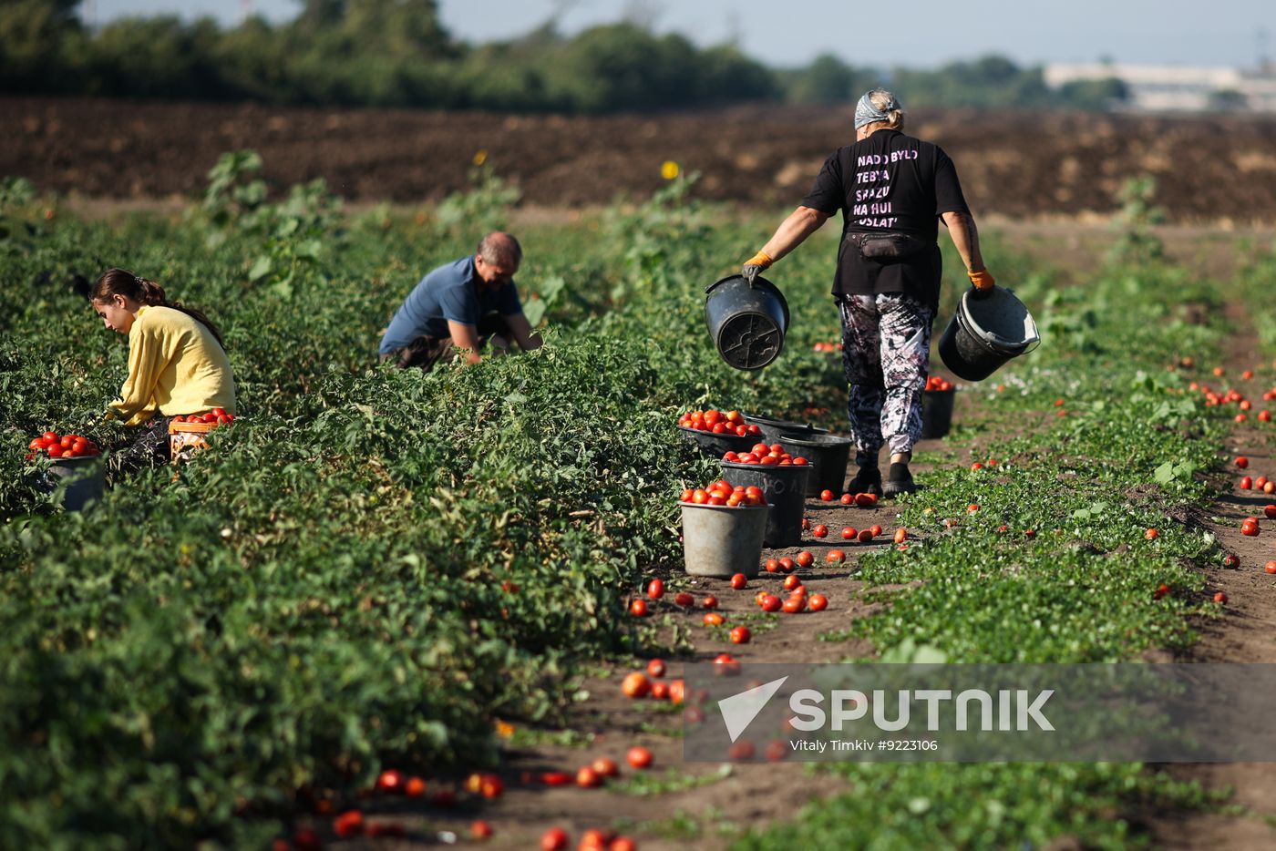 Russia Agriculture Tomatoes Harvesting