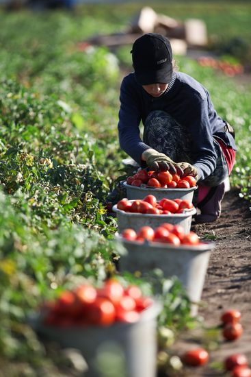 Russia Agriculture Tomatoes Harvesting