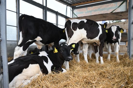 Russia Agriculture Livestock Disease