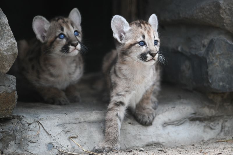 Russia Zoo Сougar Cubs