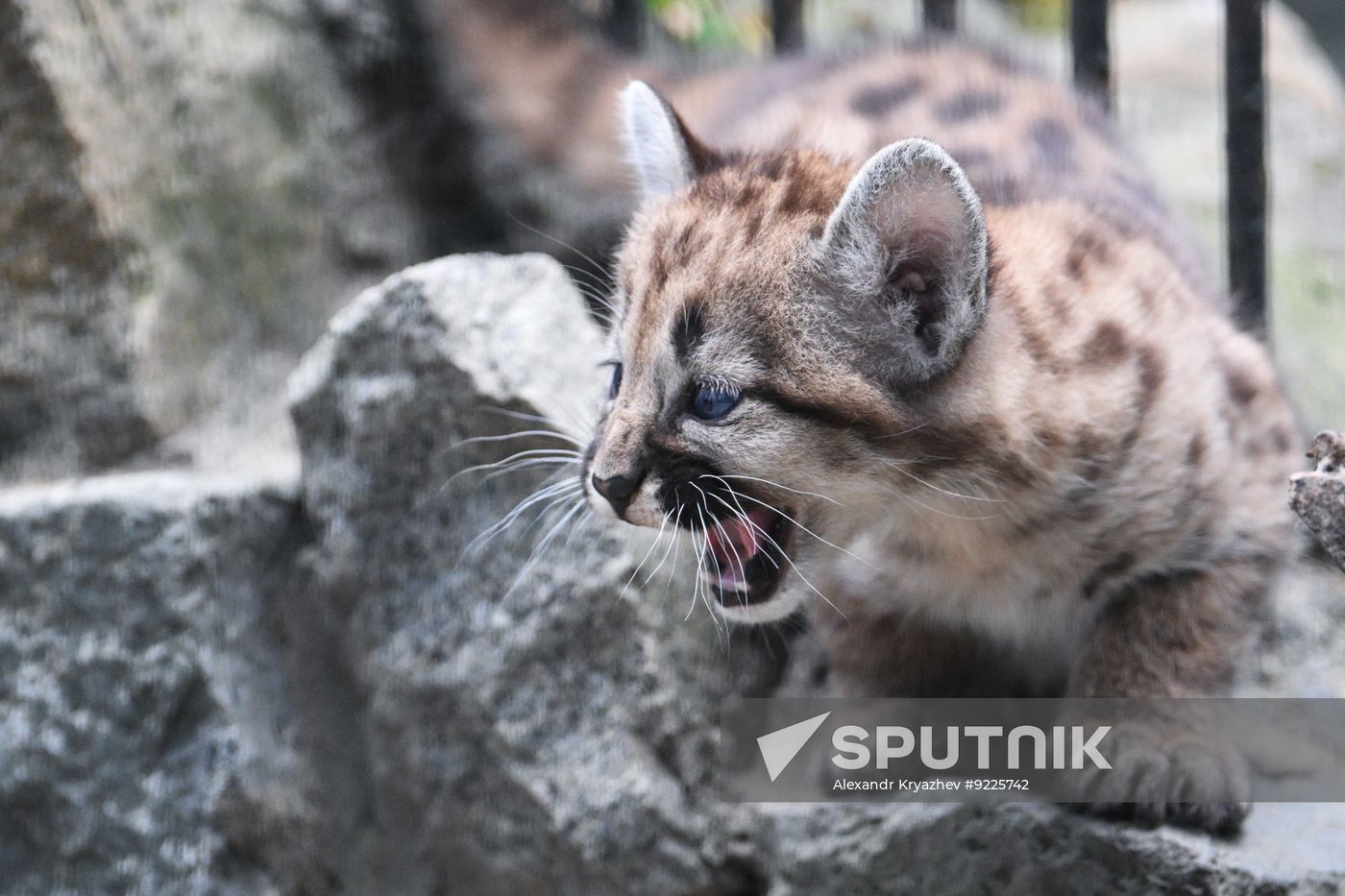 Russia Zoo Сougar Cubs