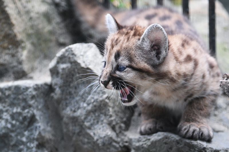 Russia Zoo Сougar Cubs
