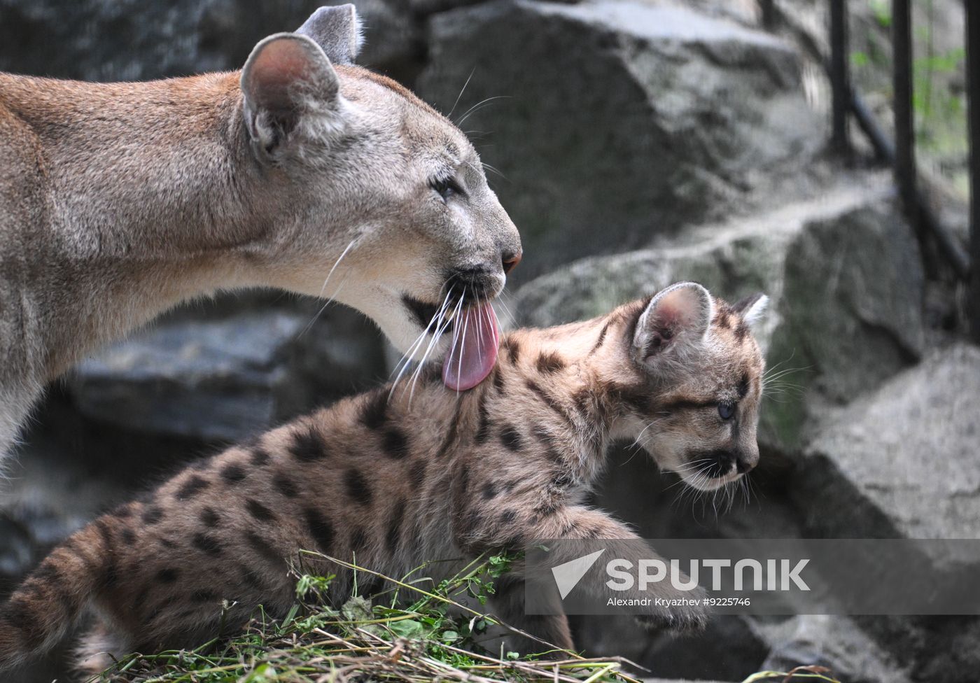 Russia Zoo Сougar Cubs