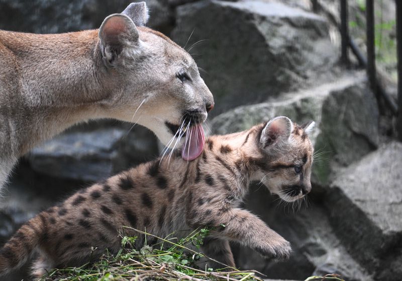 Russia Zoo Сougar Cubs