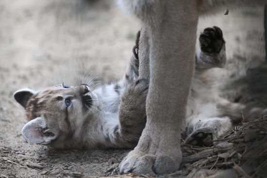 Russia Zoo Сougar Cubs