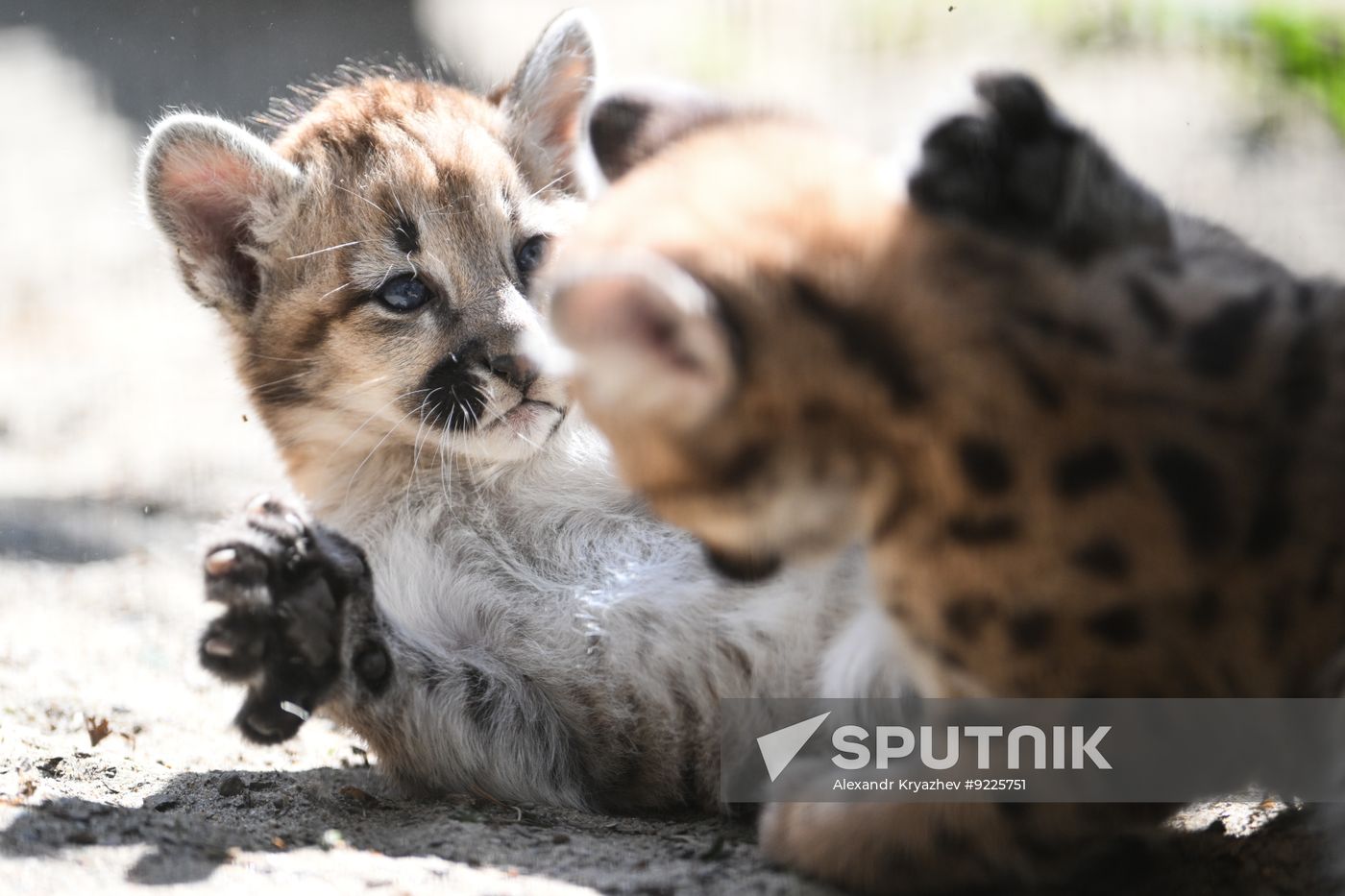 Russia Zoo Сougar Cubs