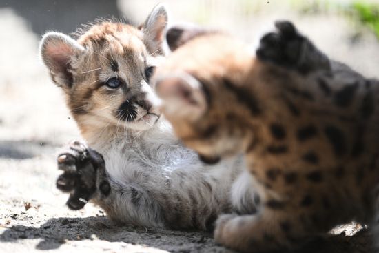 Russia Zoo Сougar Cubs