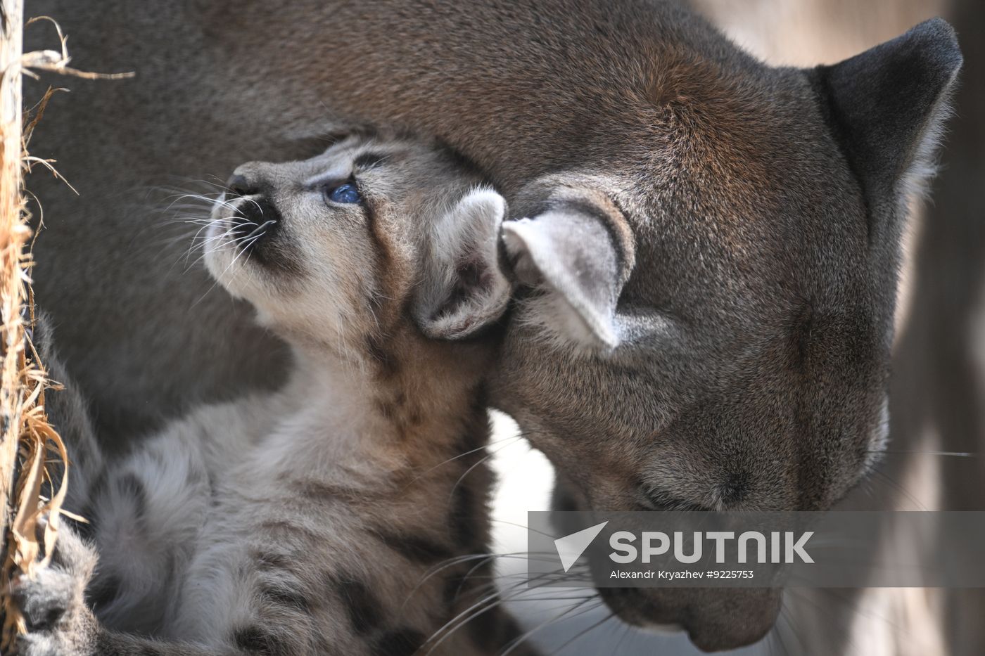 Russia Zoo Сougar Cubs