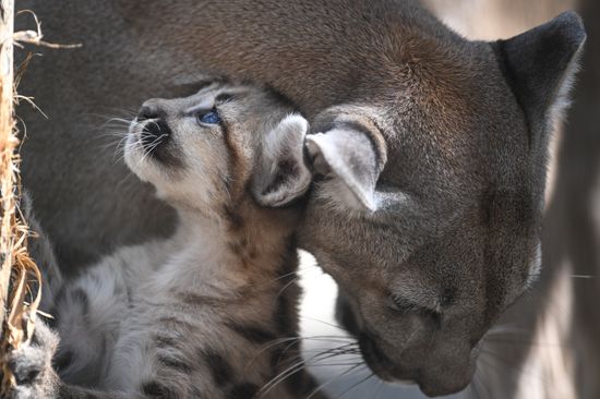 Russia Zoo Сougar Cubs