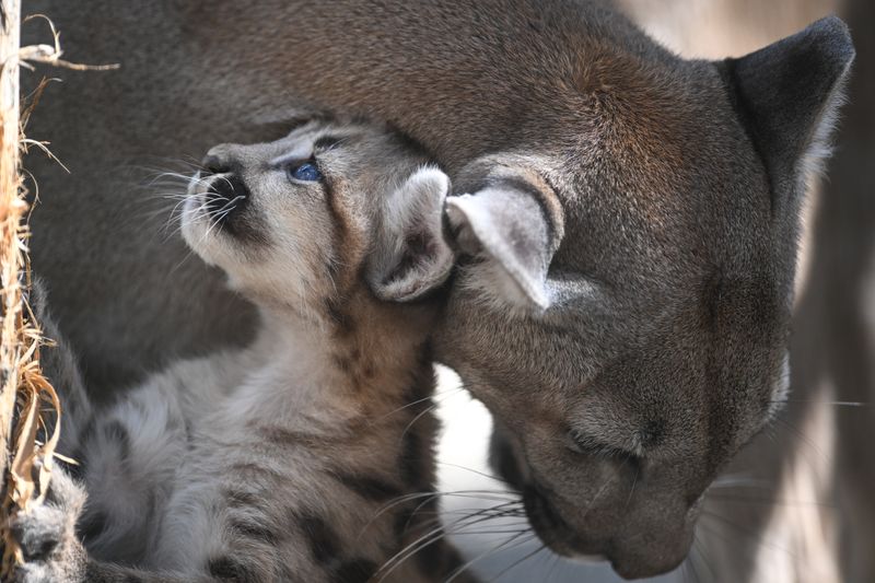Russia Zoo Сougar Cubs