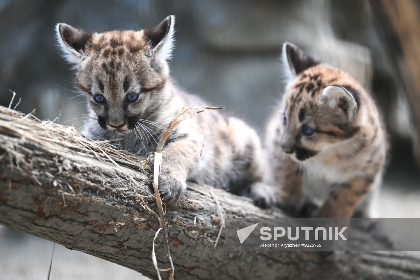 Russia Zoo Сougar Cubs