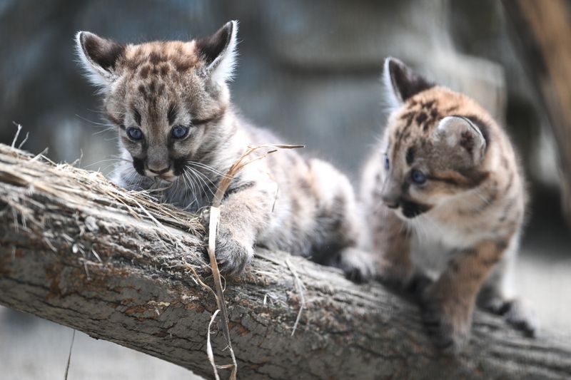 Russia Zoo Сougar Cubs