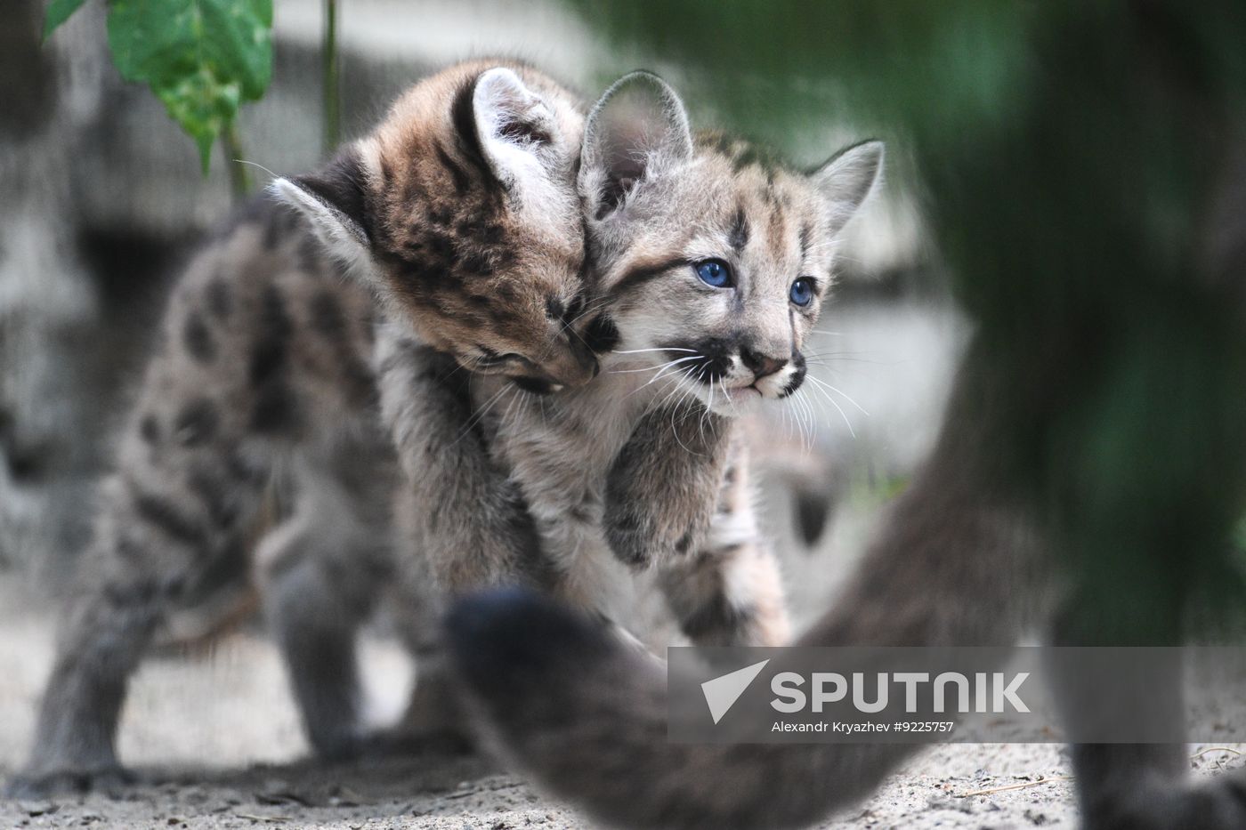 Russia Zoo Сougar Cubs
