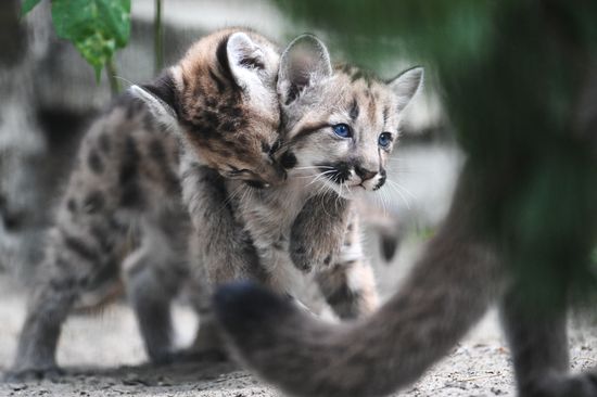 Russia Zoo Сougar Cubs