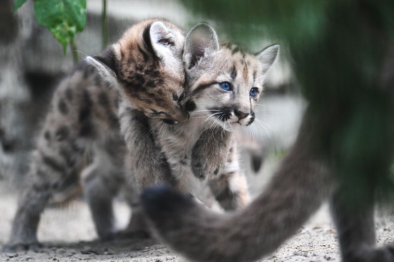 Russia Zoo Сougar Cubs