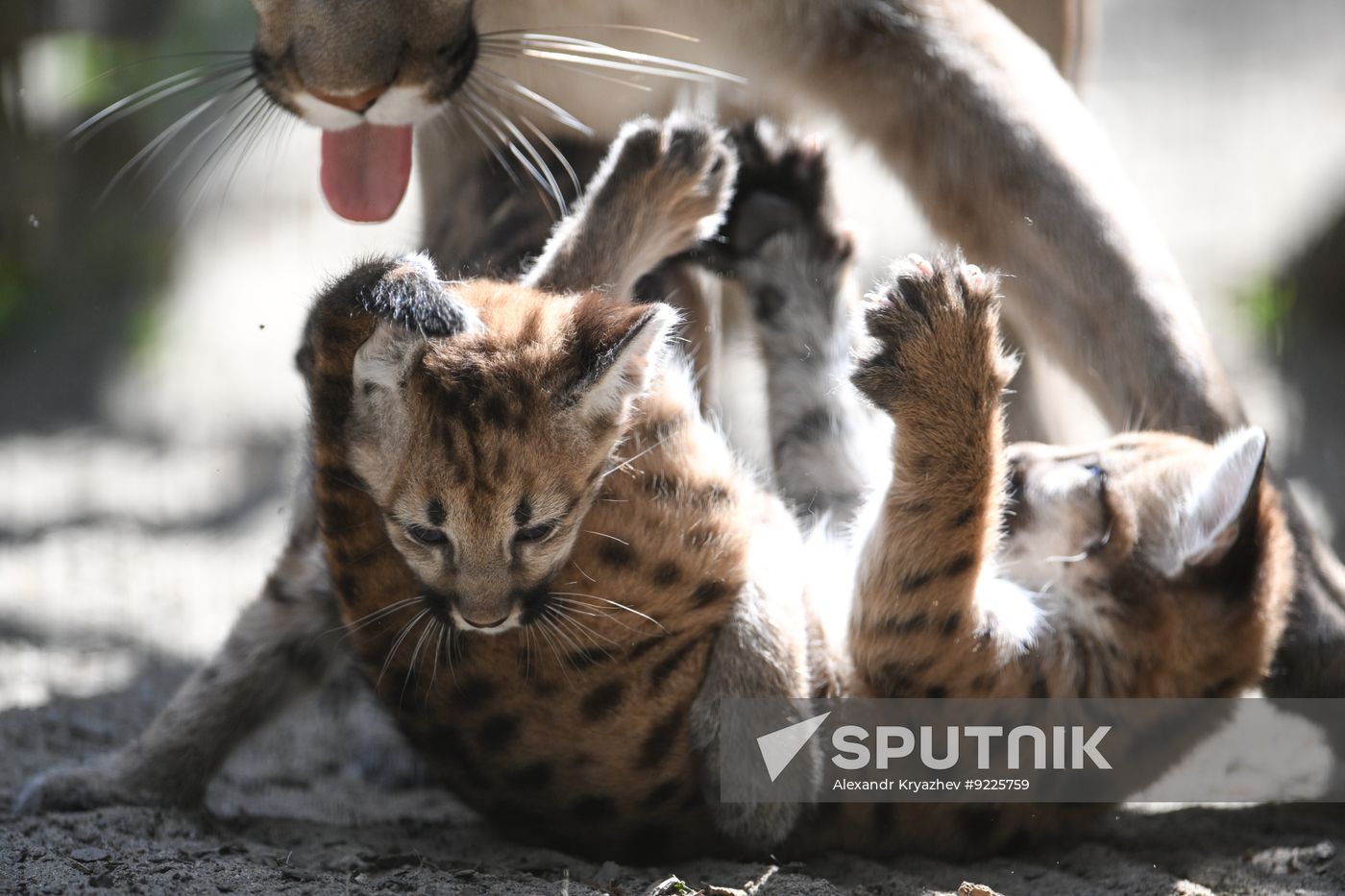 Russia Zoo Сougar Cubs