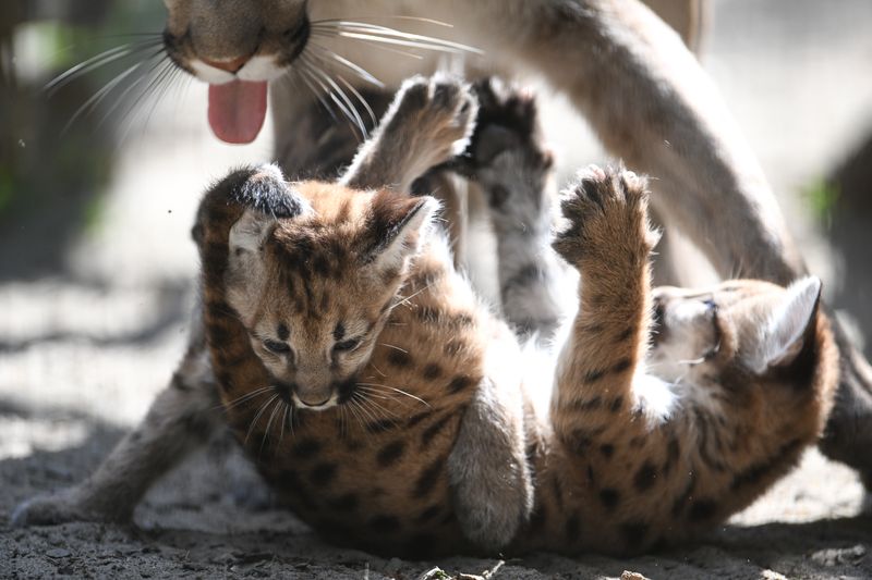 Russia Zoo Сougar Cubs