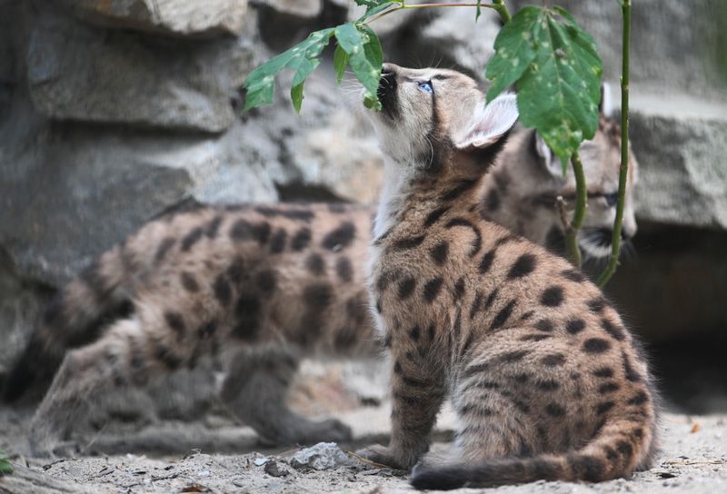 Russia Zoo Сougar Cubs