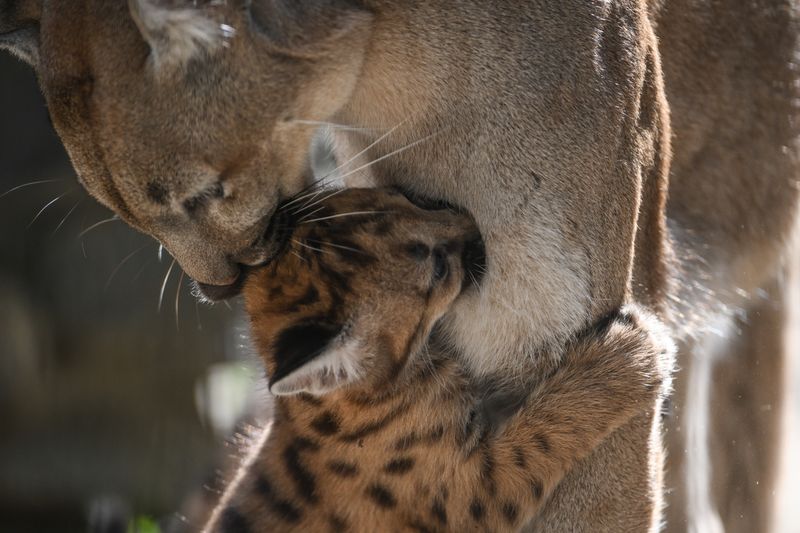 Russia Zoo Сougar Cubs
