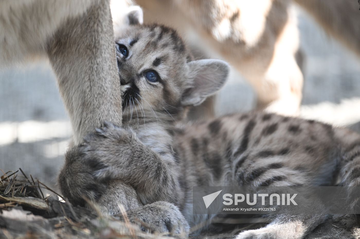 Russia Zoo Сougar Cubs