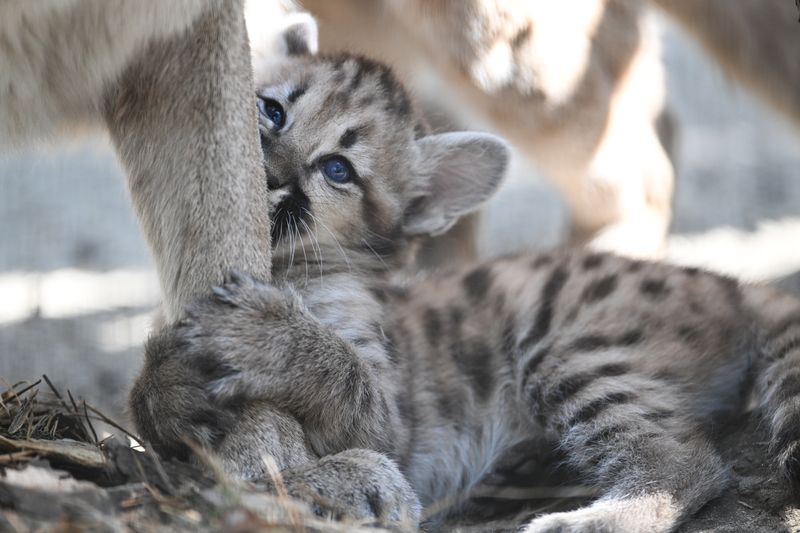 Russia Zoo Сougar Cubs