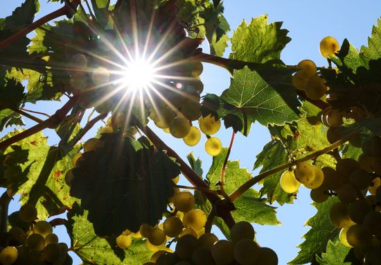 Russia Agriculture Grapes Harvesting