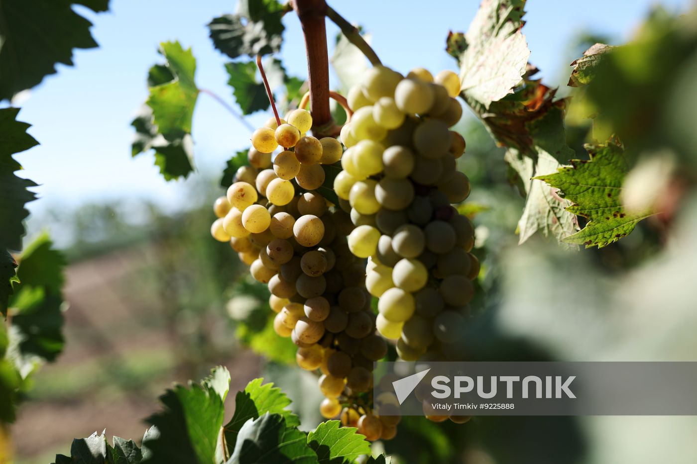 Russia Agriculture Grapes Harvesting