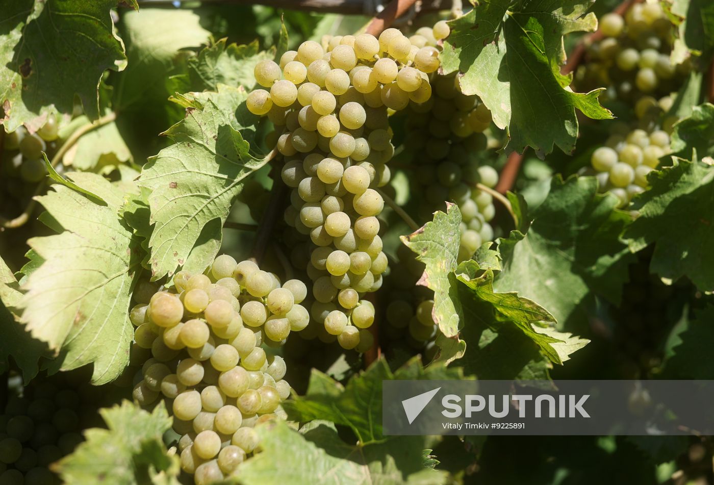Russia Agriculture Grapes Harvesting