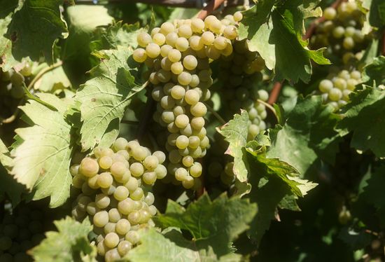 Russia Agriculture Grapes Harvesting