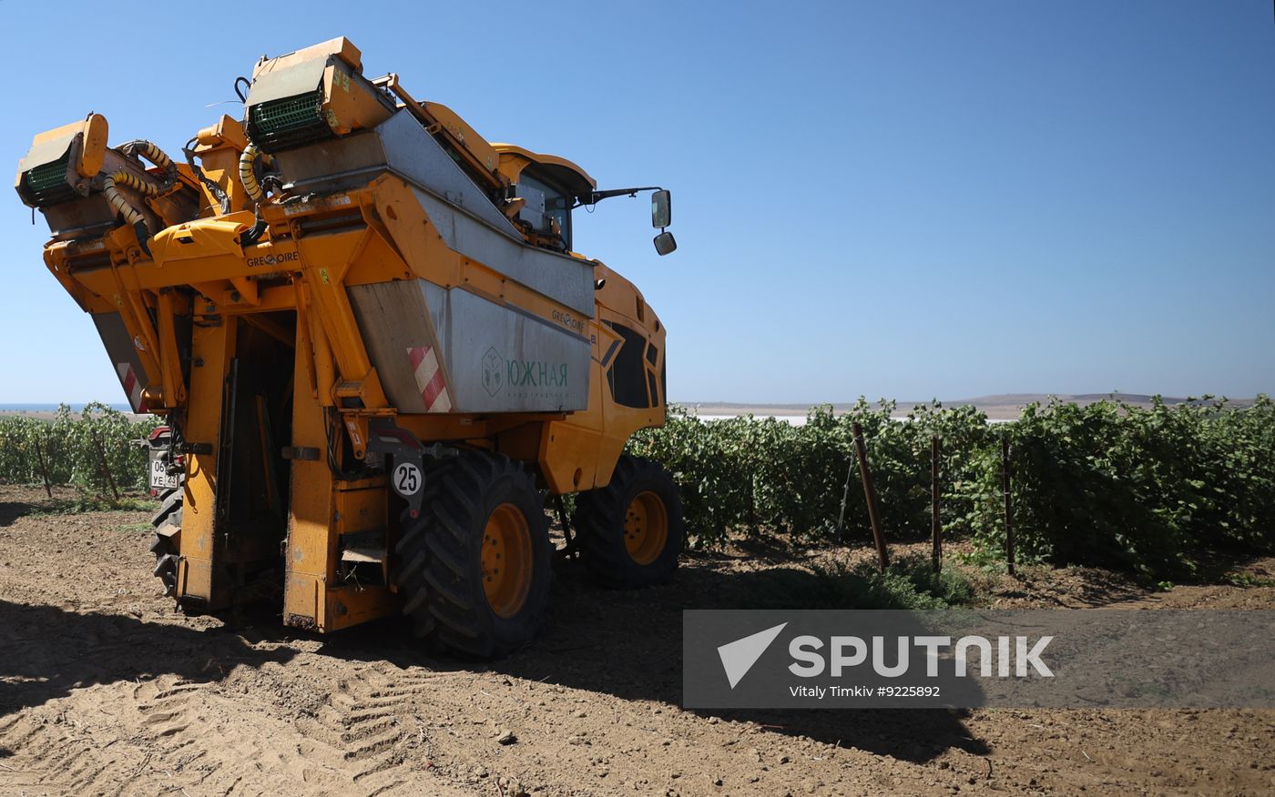 Russia Agriculture Grapes Harvesting
