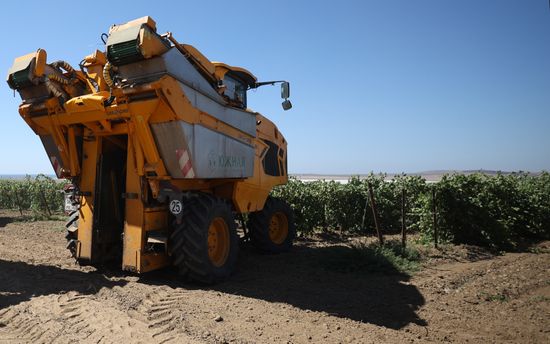 Russia Agriculture Grapes Harvesting