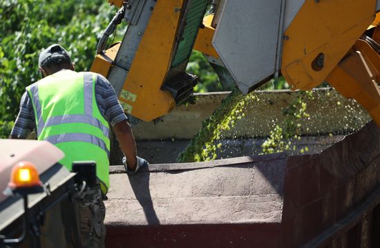 Russia Agriculture Grapes Harvesting