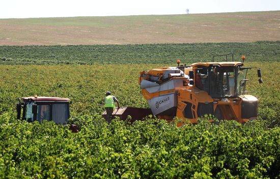 Russia Agriculture Grapes Harvesting