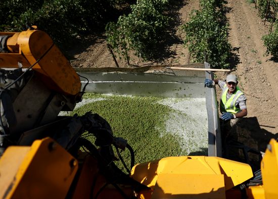 Russia Agriculture Grapes Harvesting