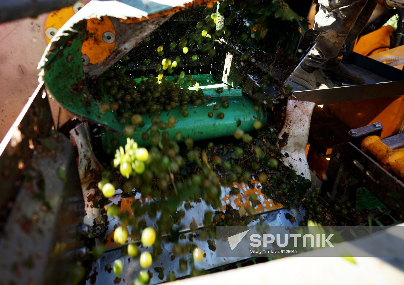 Russia Agriculture Grapes Harvesting