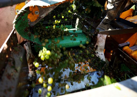 Russia Agriculture Grapes Harvesting