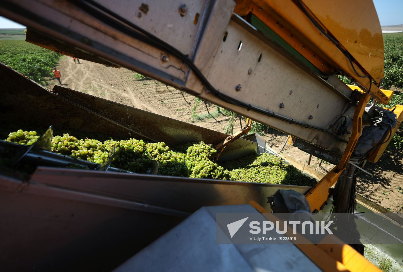 Russia Agriculture Grapes Harvesting