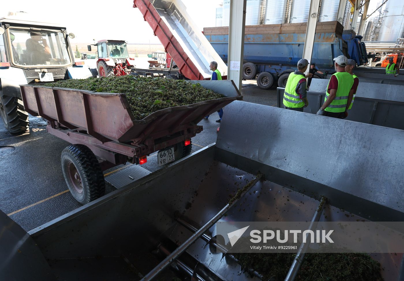 Russia Agriculture Grapes Harvesting