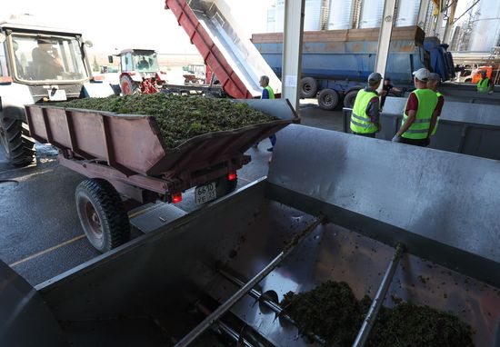 Russia Agriculture Grapes Harvesting